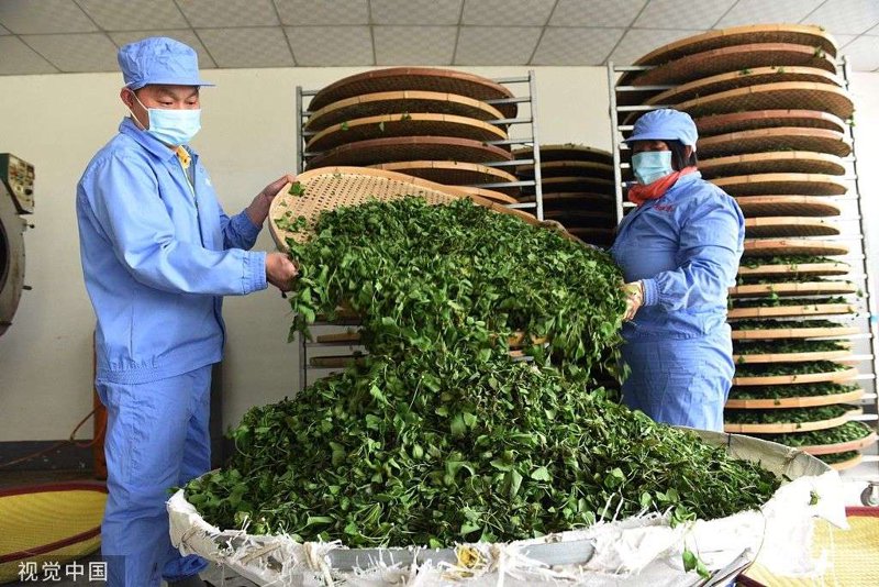 信阳大茶沟茶叶合作社:如何成为本地茶叶界的佼佼者