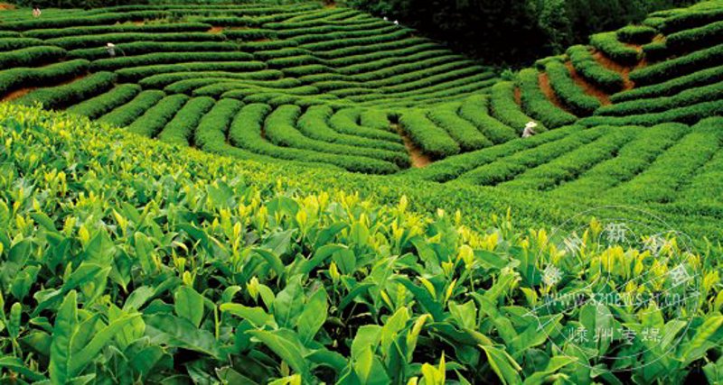 茶叶加工工:如何让传统技艺焕发新生